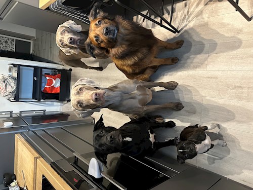 Veronika- petsitter Ostrava nebo Páníček pro psi kočky