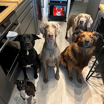 thumbnail petsitter Ostrava nebo páníček pro psi kočky