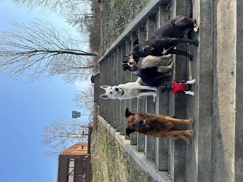 Veronika- petsitter Ostrava nebo Páníček pro psi kočky