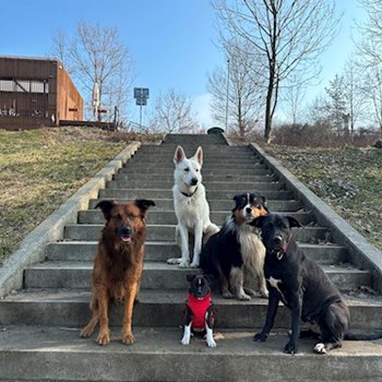 thumbnail petsitter Ostrava nebo páníček pro psi kočky