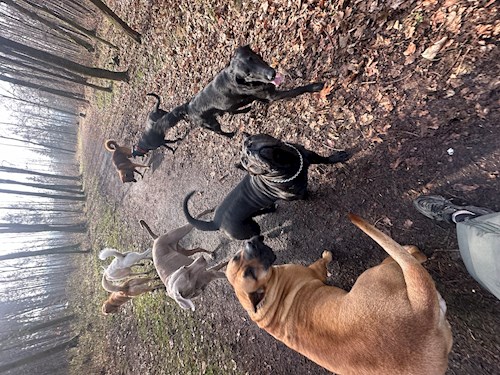 Veronika- petsitter Ostrava nebo Páníček pro psi kočky