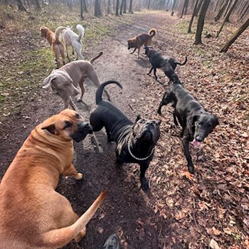 thumbnail petsitter Ostrava nebo páníček pro psi kočky