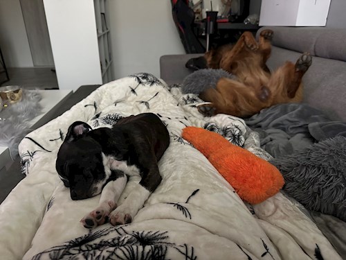 Veronika- petsitter Ostrava nebo Páníček pro psi kočky