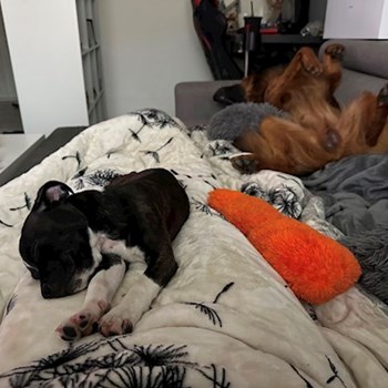 thumbnail petsitter Ostrava nebo páníček pro psi kočky