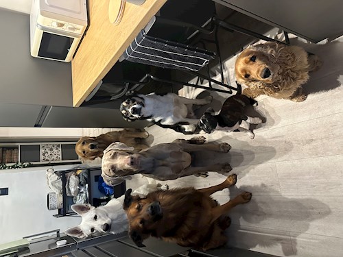 Veronika- petsitter Ostrava nebo Páníček pro psi kočky