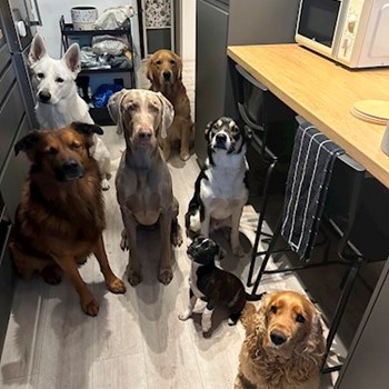 thumbnail petsitter Ostrava nebo páníček pro psi kočky