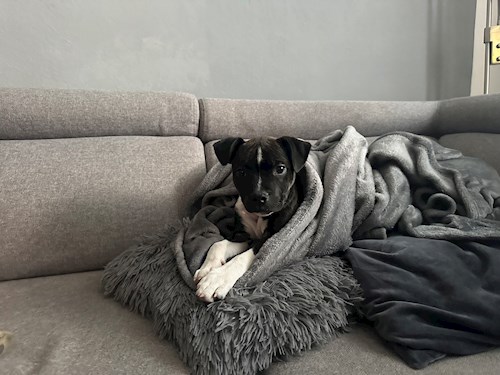 Veronika- petsitter Ostrava nebo Páníček pro psi kočky