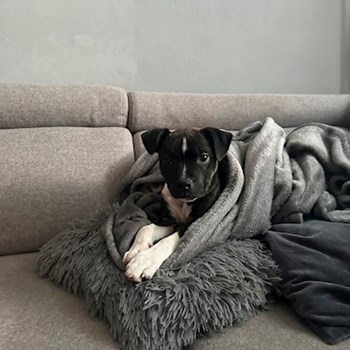 thumbnail petsitter Ostrava nebo páníček pro psi kočky