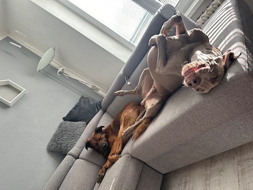 Veronika- petsitter Ostrava nebo Páníček pro psi kočky