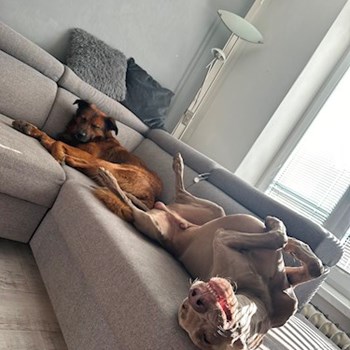 thumbnail petsitter Ostrava nebo páníček pro psi kočky