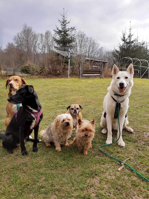 Jana- petsitter Krompach nebo Páníček pro psi kočky