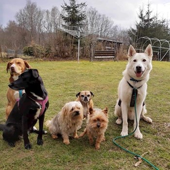 thumbnail petsitter Krompach nebo páníček pro psi kočky