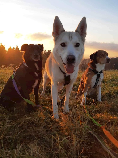 Jana- petsitter Krompach nebo Páníček pro psi kočky