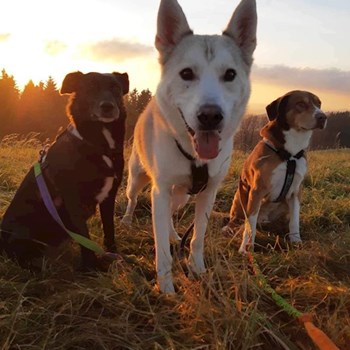 thumbnail petsitter Krompach nebo páníček pro psi kočky