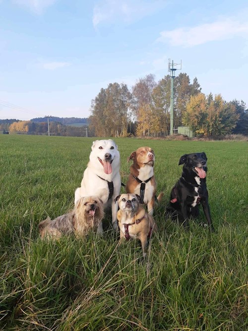 Jana- petsitter Krompach nebo Páníček pro psi kočky