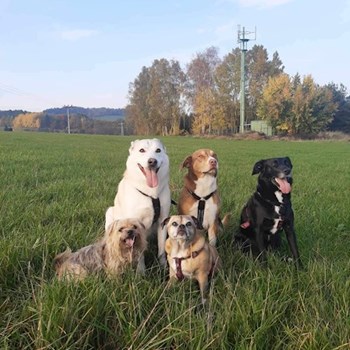 thumbnail petsitter Krompach nebo páníček pro psi kočky