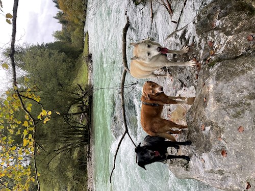 Jana- petsitter Krompach nebo Páníček pro psi kočky