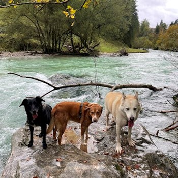 thumbnail petsitter Krompach nebo páníček pro psi kočky