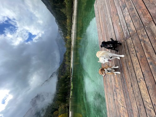 Jana- petsitter Krompach nebo Páníček pro psi kočky