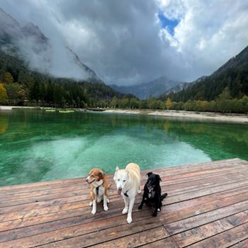 thumbnail petsitter Krompach nebo páníček pro psi kočky