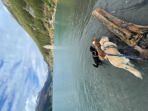 Jana- petsitter Krompach nebo Páníček pro psi kočky