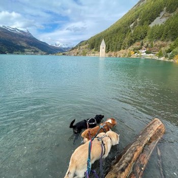 thumbnail petsitter Krompach nebo páníček pro psi kočky