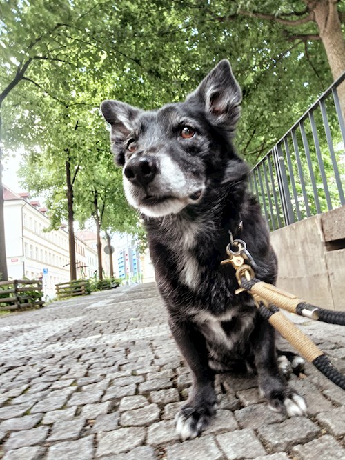 Elizabeth- petsitter Prague  or Pet nanny for dogs cats