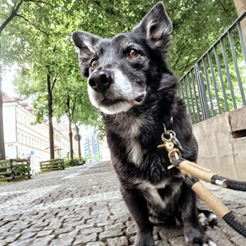 thumbnail petsitter Prague  or pet nanny for dogs cats