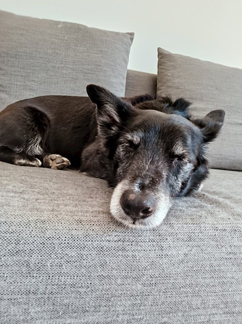 Elizabeth- petsitter Prague  or Pet nanny for dogs cats