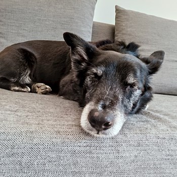 thumbnail petsitter Prague  or pet nanny for dogs cats