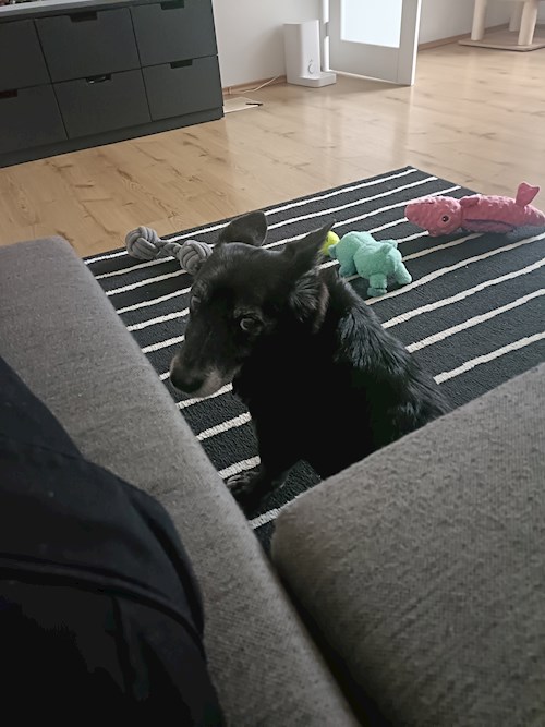 Elizabeth- petsitter Prague  or Pet nanny for dogs cats