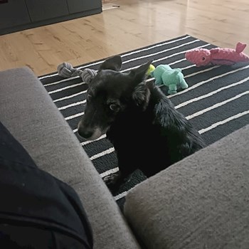 thumbnail petsitter Prague  or pet nanny for dogs cats