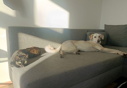 Elizabeth- petsitter Prague  or Pet nanny for dogs cats