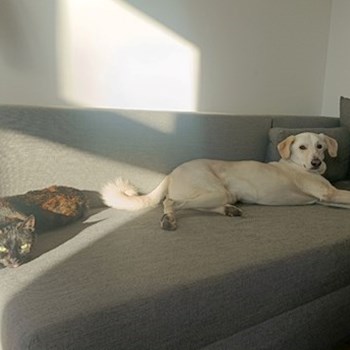 thumbnail petsitter Prague  or pet nanny for dogs cats