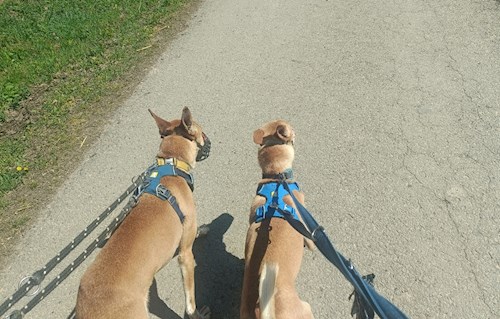 Elizabeth- petsitter Prague  or Pet nanny for dogs cats