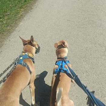 thumbnail petsitter Prague  or pet nanny for dogs cats