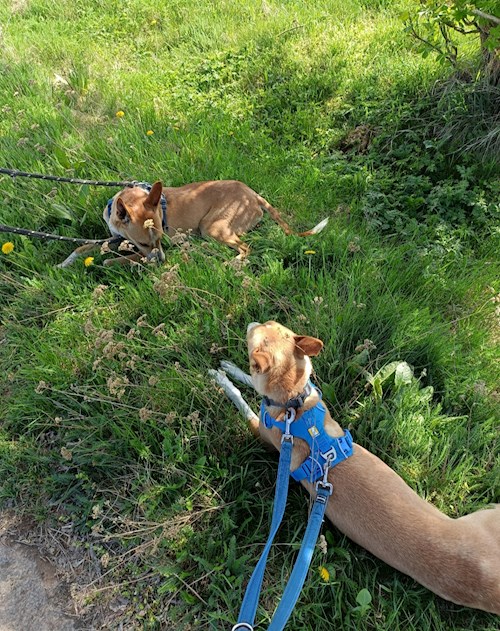 Elizabeth- petsitter Prague  or Pet nanny for dogs cats