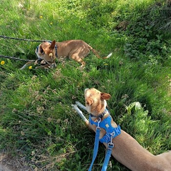 thumbnail petsitter Prague  or pet nanny for dogs cats