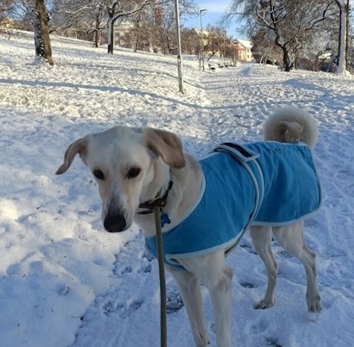 Elizabeth- petsitter Prague  or Pet nanny for dogs cats