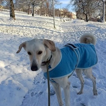 thumbnail petsitter Prague  or pet nanny for dogs cats