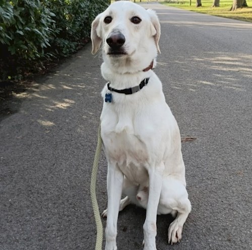 Elizabeth- petsitter Prague  or Pet nanny for dogs cats