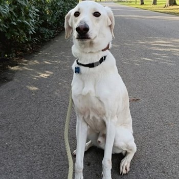 thumbnail petsitter Prague  or pet nanny for dogs cats