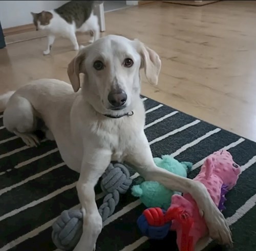 Elizabeth- petsitter Prague  or Pet nanny for dogs cats