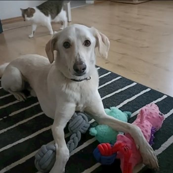 thumbnail petsitter Prague  or pet nanny for dogs cats