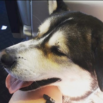 thumbnail petsitter Prague  or pet nanny for dogs cats