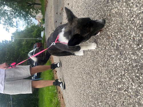 Denisa- petsitter Kunovice or Pet nanny for dogs