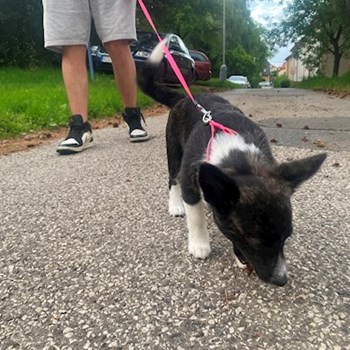 thumbnail petsitter Kunovice or pet nanny for dogs