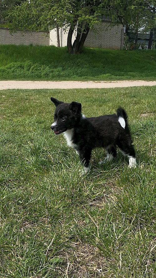 Denisa- petsitter Kunovice or Pet nanny for dogs