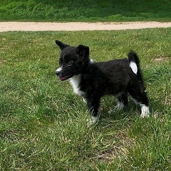 thumbnail petsitter Kunovice or pet nanny for dogs