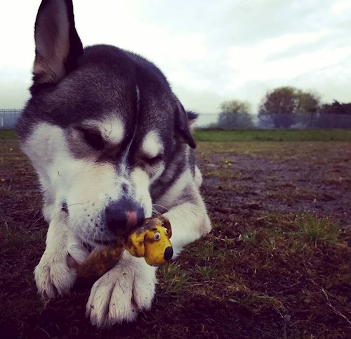 Elizabeth- petsitter Prague  or Pet nanny for dogs cats